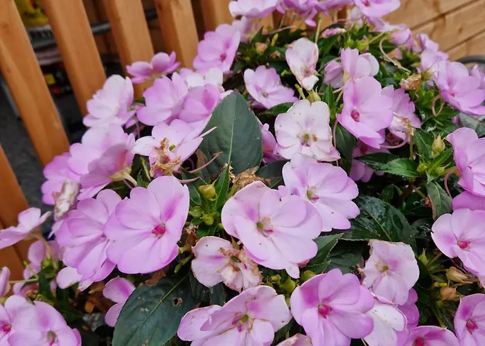 Szepty Mazur * Odoje