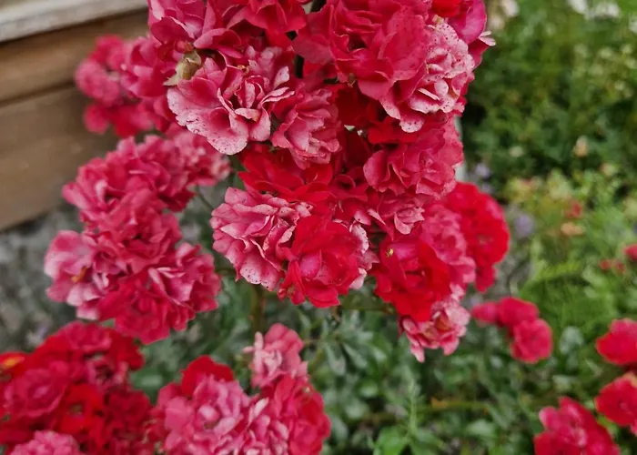 Апартаменты Szepty Mazur Odoje