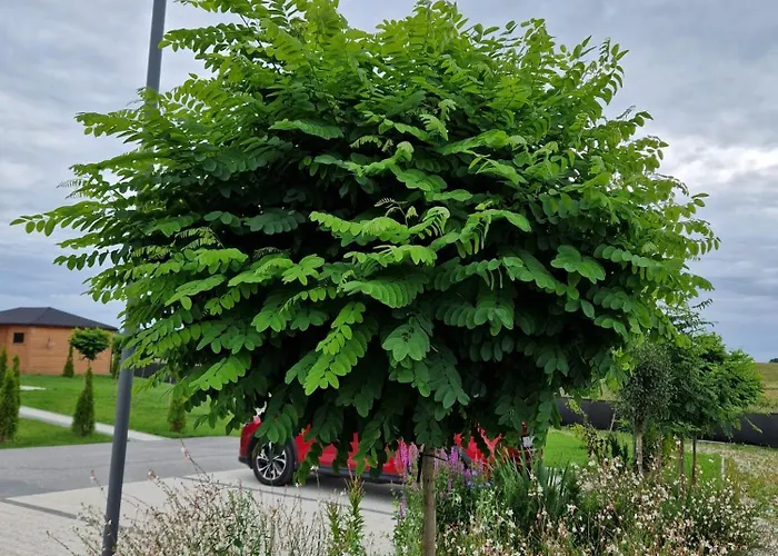 Szepty Mazur * Odoje